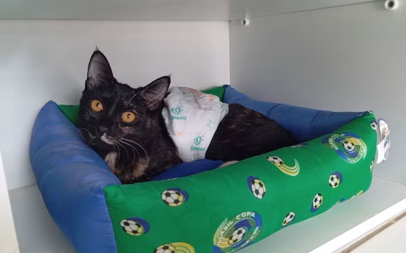 O regresso triunfante da felina guerreira: após sumir em uma viagem, ela