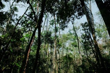 Projeto Regenera fortalece a bioeconomia na Amazônia com apoio da The Caring Family Foundation