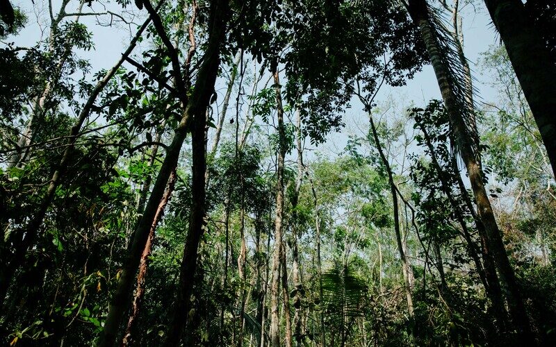 Projeto Regenera fortalece a bioeconomia na Amazônia com apoio da The Caring Family Foundation