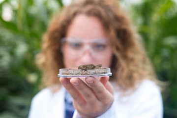 Parceria entre Cannect e FoliuMed lançam projeto que avança na tratamento baseado em protocolos científicos para tratamento de dor com THC